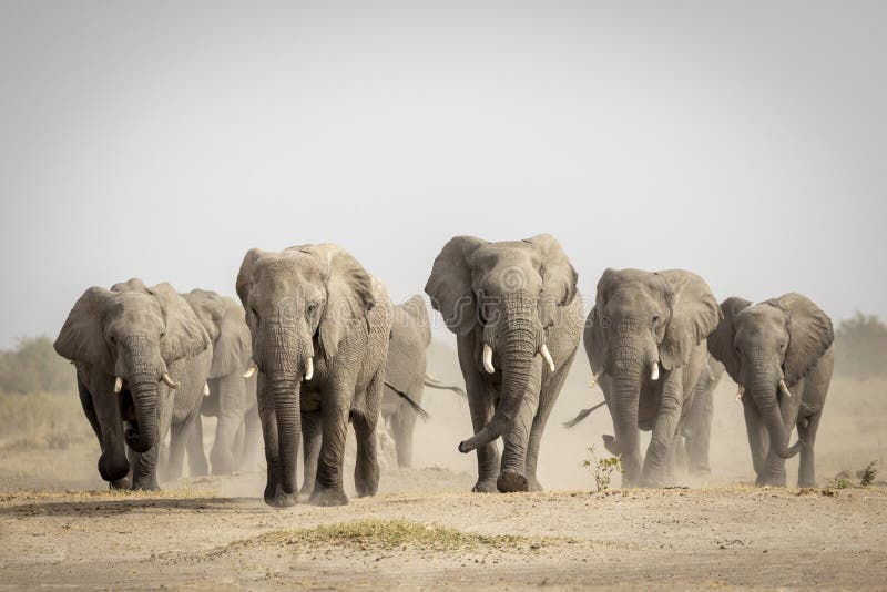 Elephant herd walking towards camera in Savuti in Botswana royalty free stock photos