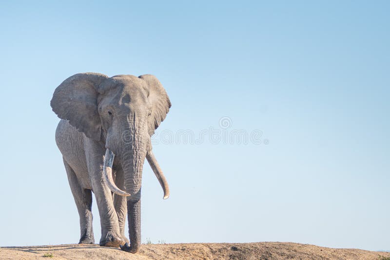 Large Elephant Tusker in Kruger. Large Elephant Tusker Nsemani posing for a shot in Kruger National Park stock images Large Elephant Tusker in Kruger. Large Elephant Tusker Nsemani posing for a shot in Kruger National Park stock images