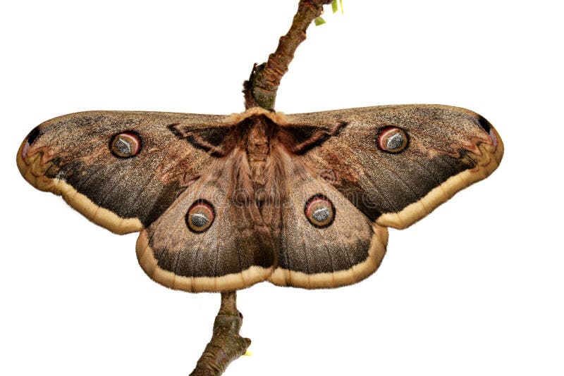 Large Emperor moth