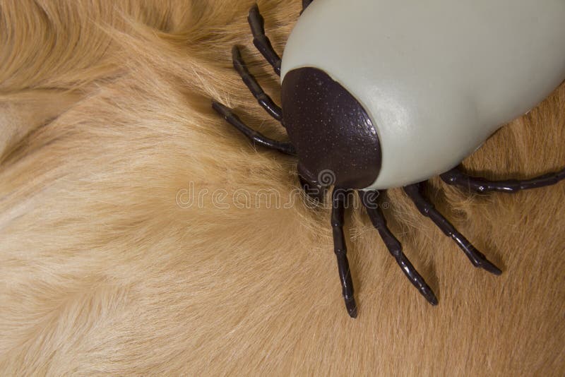 Large Encephalitis tick sucking blood of golden retriever dog. Large Encephalitis tick sucking blood of golden retriever dog