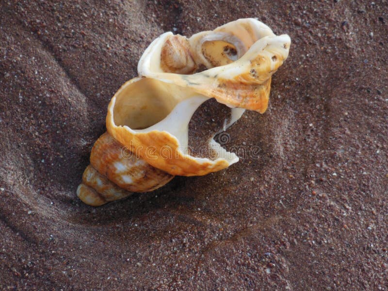 Large erroded whelk shell Sea shells on the sand