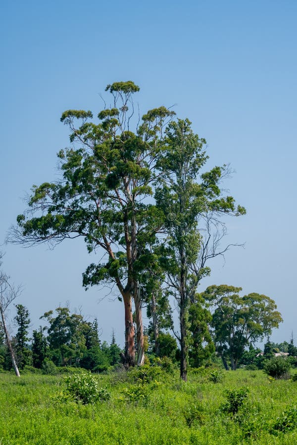 Large Eucalyptus Tree in a Deserted Place Stock Photo Image of park