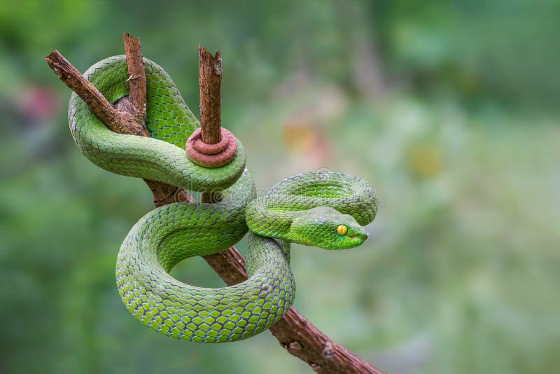 229 Pit Vipers Photos Free Royalty Free Stock Photos From Dreamstime