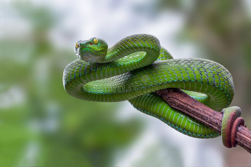 229 Pit Vipers Photos Free Royalty Free Stock Photos From Dreamstime