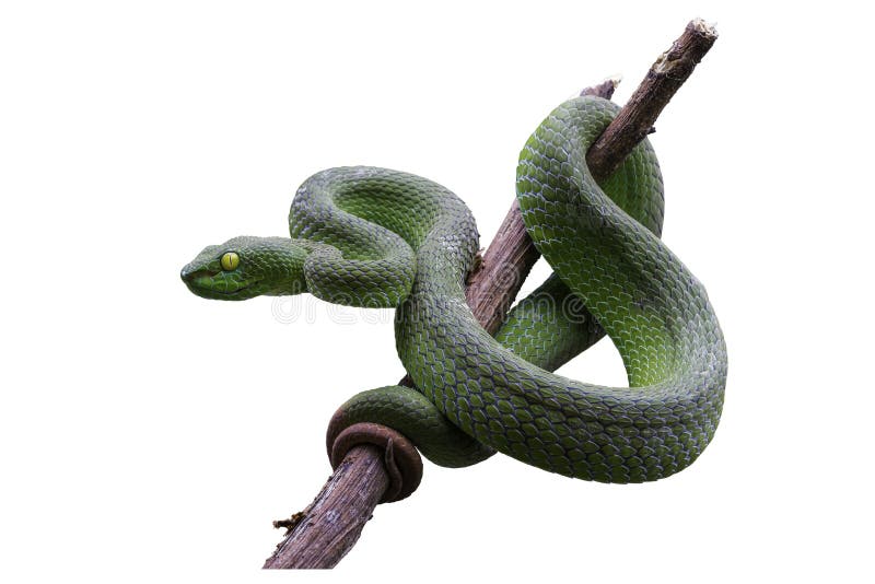 229 Pit Vipers Photos Free Royalty Free Stock Photos From Dreamstime 229 Pit Vipers Photos Free Royalty Free Stock Photos From Dreamstime