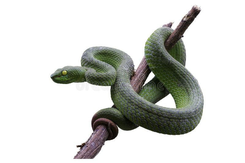 229 Pit Vipers Photos Free Royalty Free Stock Photos From Dreamstime