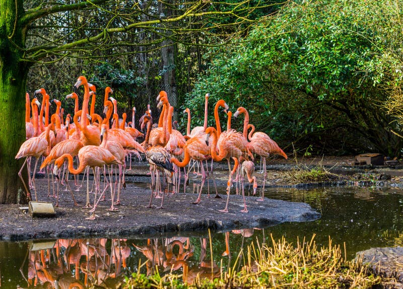 Large family of American flamingos standing together on the coast, tropical and colorful birds from the galapagos islands