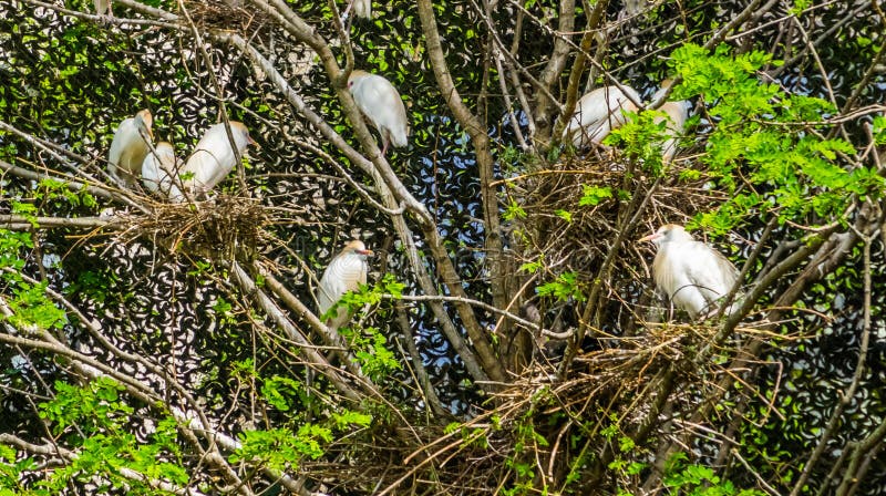 Large family of cattle egrets nesting in a tree, herons sitting in their nest in a tree, Bird breeding season during spring stock photography Large family of cattle egrets nesting in a tree, herons sitting in their nest in a tree, Bird breeding season during spring stock photography