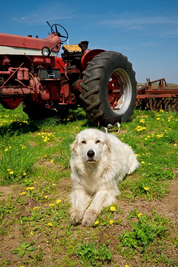 Bianco, misto di razza, allevamento cane in posa davanti a un trattore in erba selvatica e denti di leone.