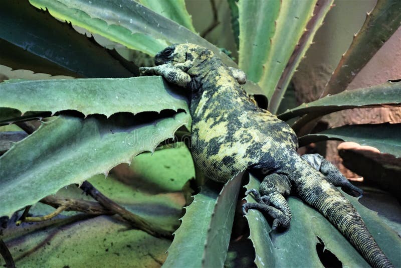 Overweight gila monster on cactus