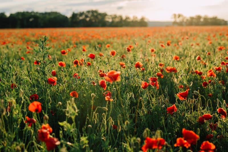 Large Field with Beautiful Red Poppies. Summer Landscape with Flowers ...