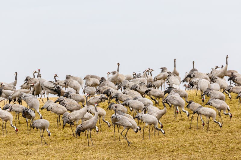 Large flock with Cranes at a field