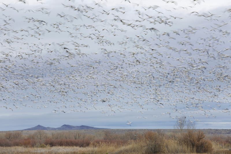 Large flock of Snow Geese blurred in flight - New Mexico royalty free stock image Large flock of Snow Geese blurred in flight - New Mexico royalty free stock image