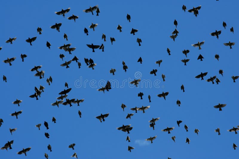 Large flock of starling birds