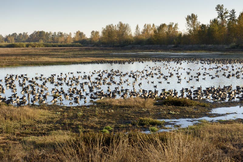 flocks of geese flocks of geese