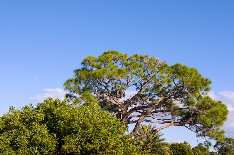 A pine in Dartington Hall stock photo. Image of plants 563712