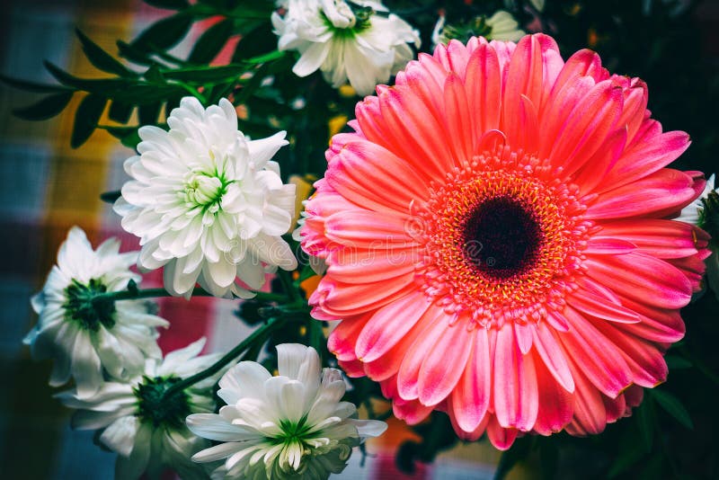 Pink gerbera and chrysanthemum royalty free stock images Pink gerbera and chrysanthemum royalty free stock images