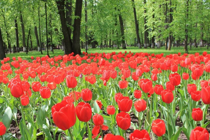 Large flowerbed of red tulips in the spring garden