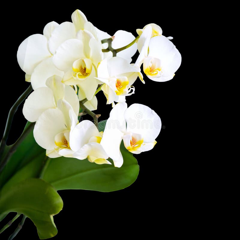 Large Flowers of a White Orchid on a Black Background Stock Photo
