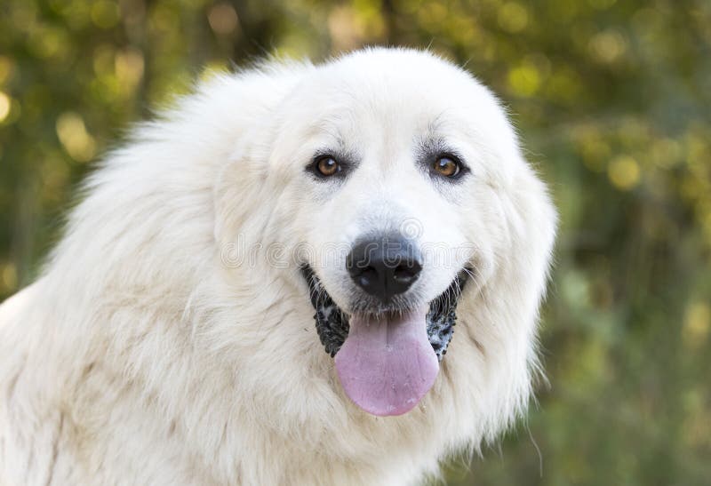 Large Fluffy White Long Hair Great Pyrenees Dog Panting Stock Image - Image of mountain, laying: 157682095 Large Fluffy White Long Hair Great Pyrenees Dog Panting Stock Image - Image of mountain, laying: 157682095