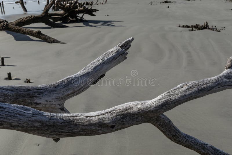 Large Foreground Pieces of Driftwood with Wet Sand Behind, More