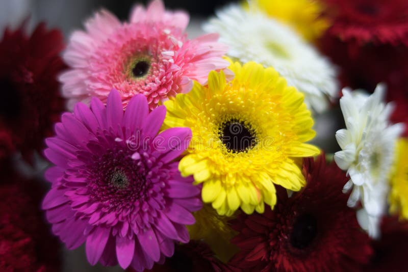 Beautiful Flowers Of Different Colors Stock Photo Image of magic, blurred 153080744