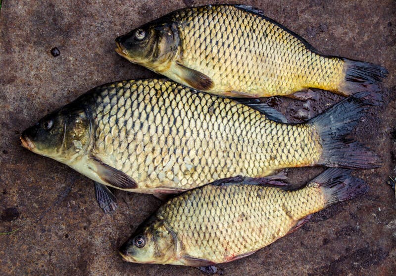 Large fresh river fish stock photo. Image of river, rabalka 73037480