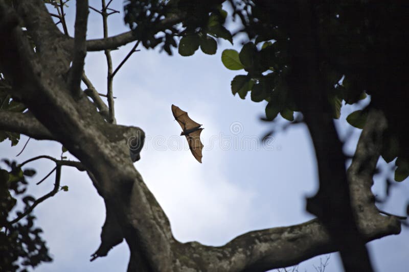 Large Fruit Bat Flying Over Forest in Bali Stock Photo Image of