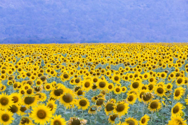 Large Full Bloom Sunflower Field Stock Image Image of agriculture