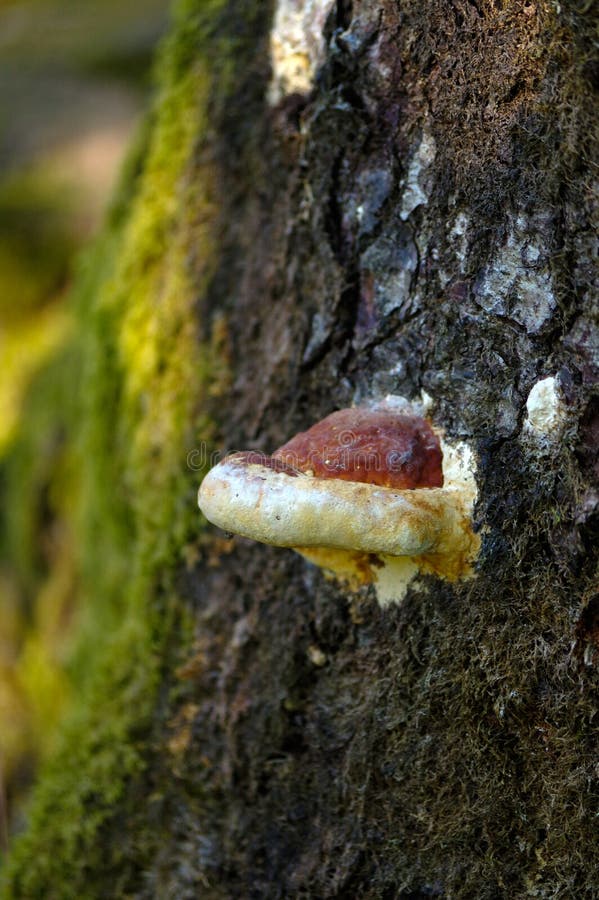 Large Fungus Growing on the Side of a Old Tree. Stock Image Image of