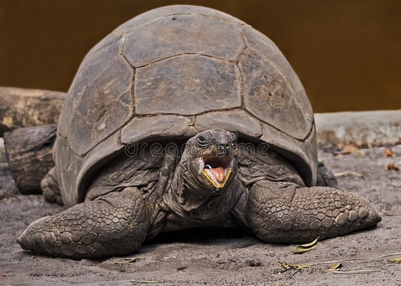 Large Galapagos Tortoise stock photo Large Galapagos Tortoise stock photo