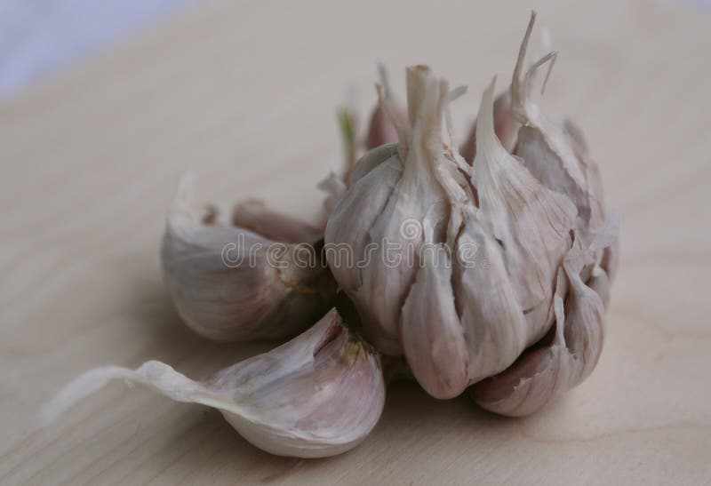 Large Garlic Head with Large Teeth Stock Photo Image of large, green