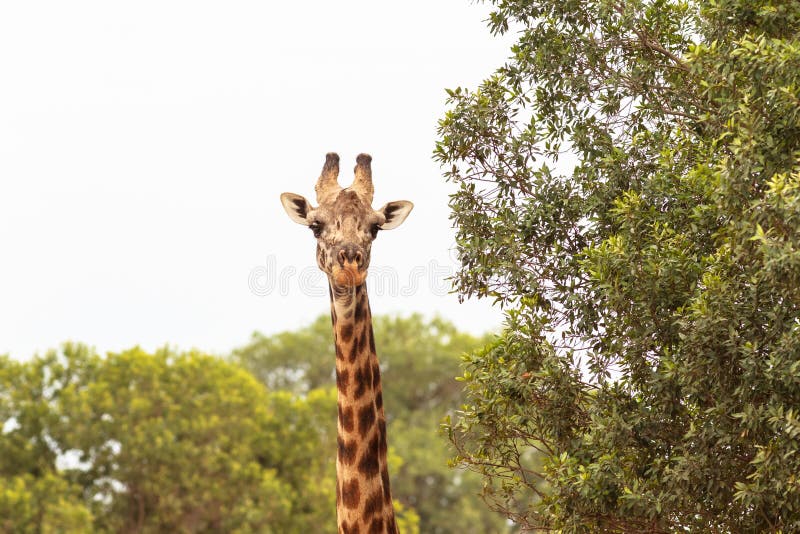 A large giraffe by the tree. The head is close-up. Kenya, Masai Mara.