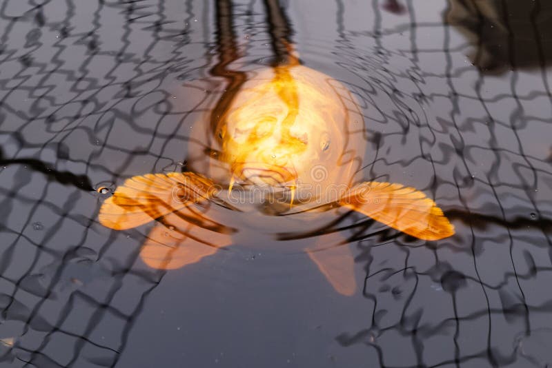 Large golden Koi fish about to surface looking up at the camera. There are reflections in the water from a mesh pond cover