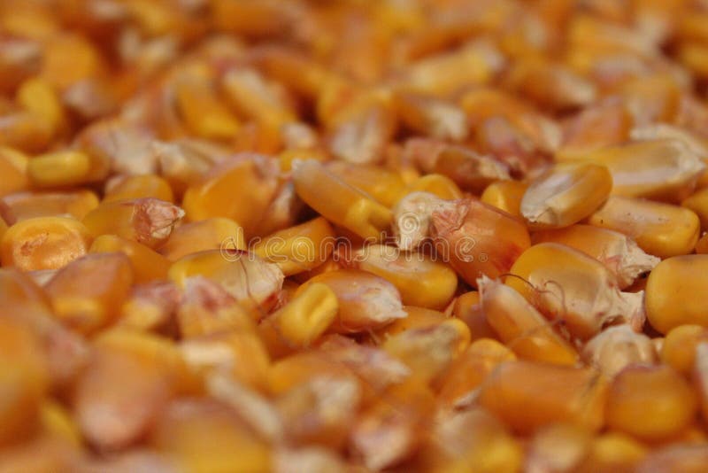 Large Grains of Yellow Corn Stock Photo Image of plentiful, season
