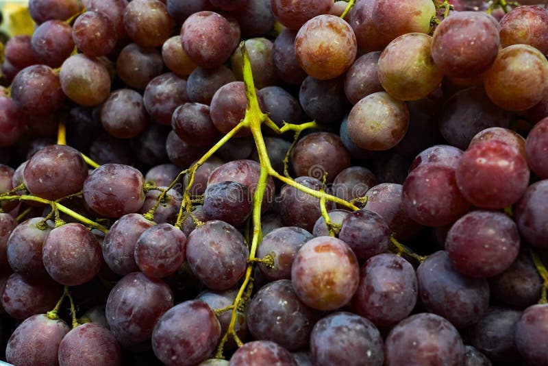 Red grapes pile stock photo. Image of lightful, industry 60413370