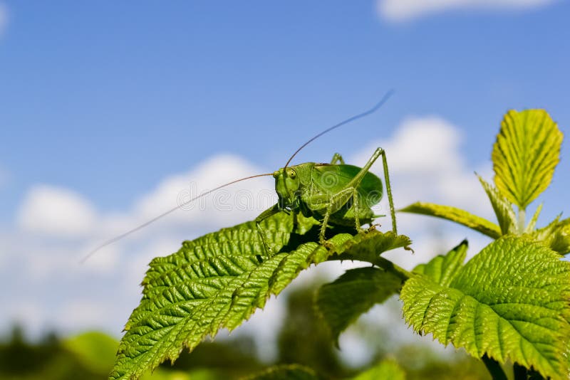 Large grasshopper