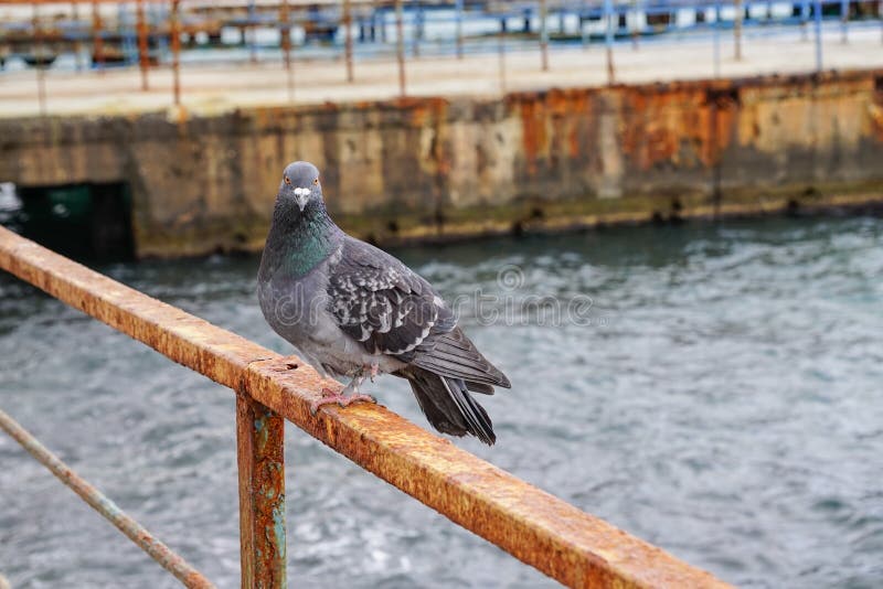 Large gray dove sitting on a rusty metal fence on the background of the water surface. royalty free stock images Large gray dove sitting on a rusty metal fence on the background of the water surface. royalty free stock images