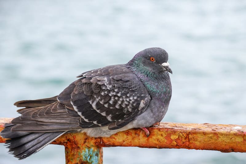 Large gray dove sitting on a rusty metal fence on the background of the water surface. stock photo Large gray dove sitting on a rusty metal fence on the background of the water surface. stock photo