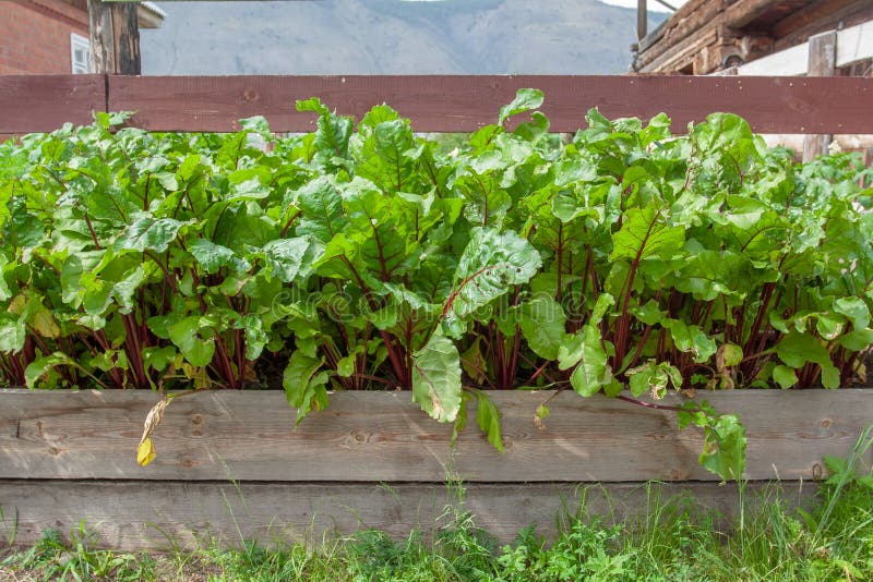 Large Green Beet Sprouts in Garden Fenced with Boards. Stock Image Image of sprout, growing