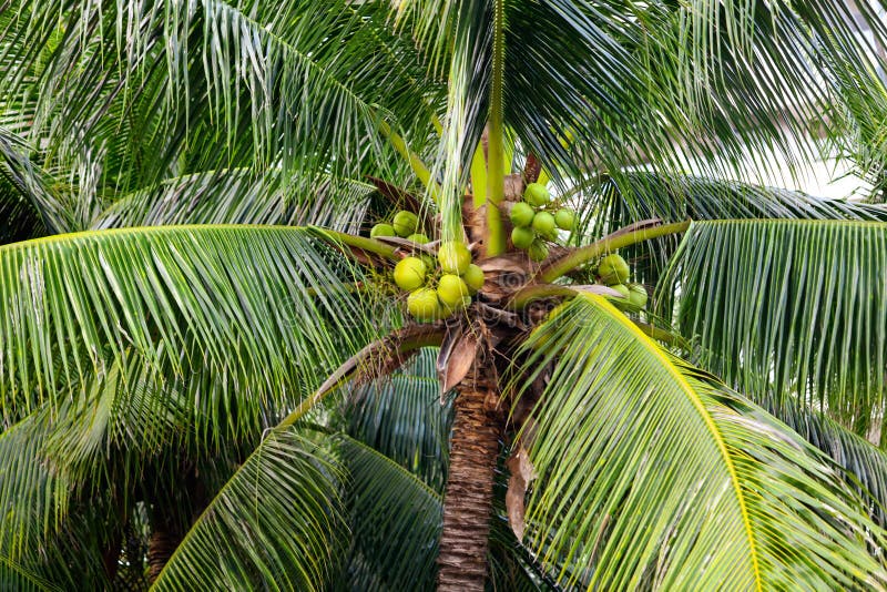 Large Green Branches on Coconut Trees Stock Image - Image of nature ...