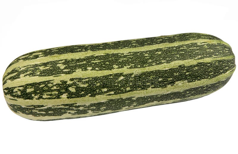 Large green bush marrow. stock images