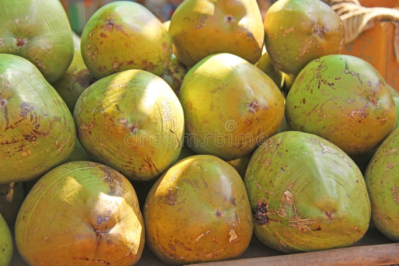 Large Green Coconuts in the Peel are a Mountain. Coconuts Background