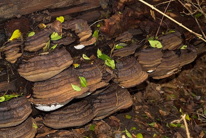 Brown Mushrooms Growing On a Fallen Tree royalty free stock photos