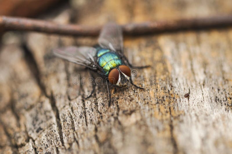 Large green fly is standing on a tree and waiting to fly.Insect animal wing macro nature bug wood eye close-up detail winged outdoor small die shadow insecticide aerial muscidae leg humorous horizontal white stuck diptera bristle nobody blow unusual nasty struggle pest natural gross dirt ugly housefly sundew look closeup outside tiny plant sticky carnivorous eaten annoying blowfly. Large green fly is standing on a tree and waiting to fly.Insect animal wing macro nature bug wood eye close-up detail winged outdoor small die shadow insecticide aerial muscidae leg humorous horizontal white stuck diptera bristle nobody blow unusual nasty struggle pest natural gross dirt ugly housefly sundew look closeup outside tiny plant sticky carnivorous eaten annoying blowfly