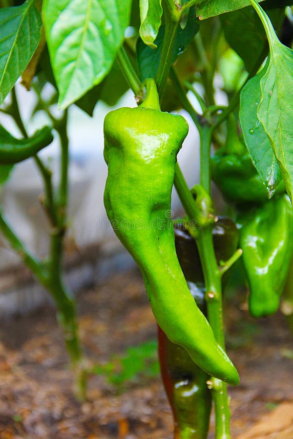 A Large Green Fruit of Pepper Growing on Bush in a Greenhouse. Stock
