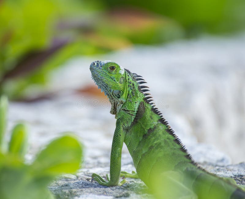 Green Iguana Basking On Rocks royalty free stock photos