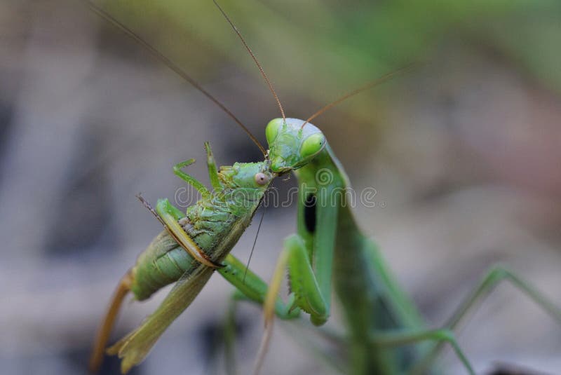 praying mantis eating mate gif