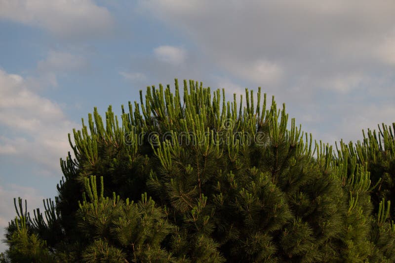 Large green Japanese umbrella-pine under the daylight sky