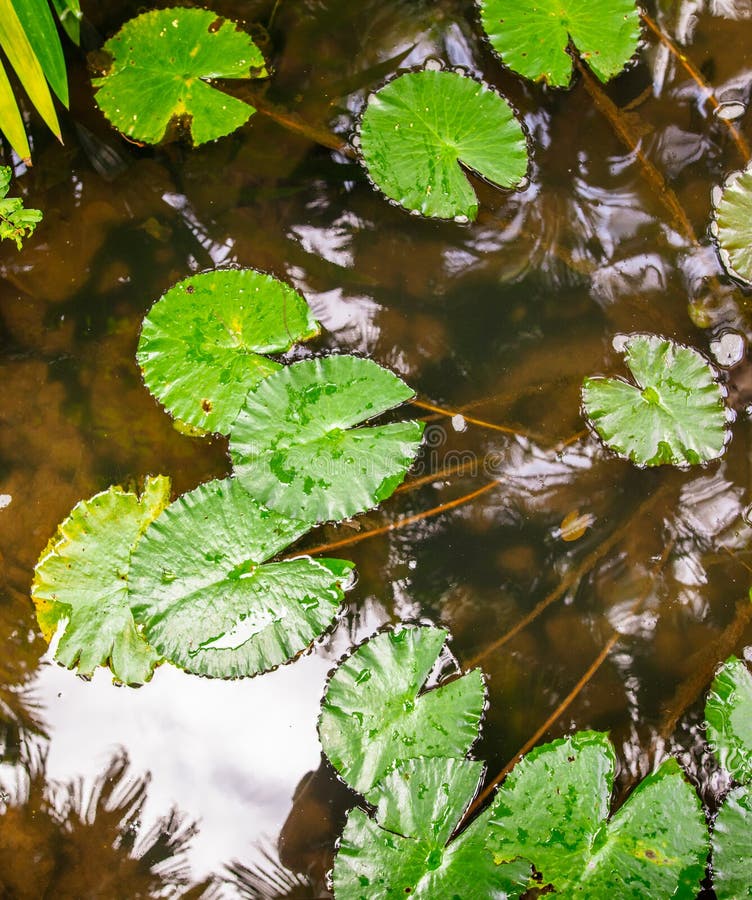 Large Green Leaves on the Surface of the Pond Stock Image Image of